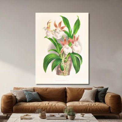 Illustrazioni Botaniche Zygopetalum Rostratum Jean Jules Linden jjl165 quadro stampa su tela
