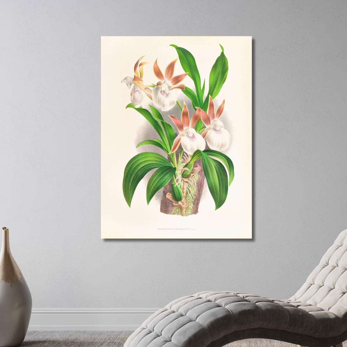 Illustrazioni Botaniche Zygopetalum Rostratum Jean Jules Linden jjl165 quadro stampa su tela