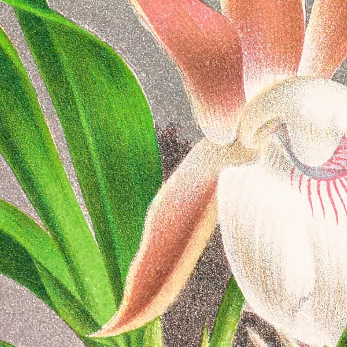 Illustrazioni Botaniche Zygopetalum Rostratum Jean Jules Linden jjl165 quadro stampa su tela