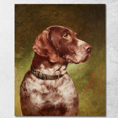 Testa Di Un Bracco Tedesco Carl Reichert crc30 quadro stampa su tela
