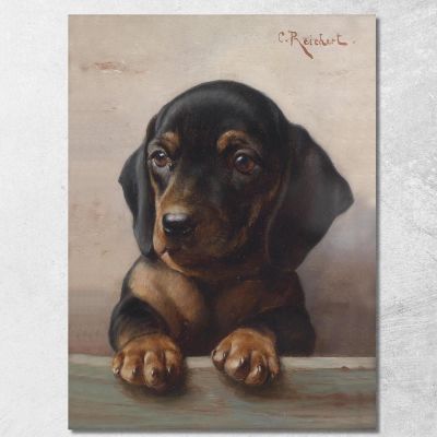 Giovane Bassotto Carl Reichert crc59 quadro stampa su tela