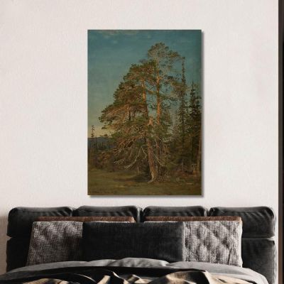 Kiefern, Levanger Amaldus Nielsen, ani115 drucken auf leinwand