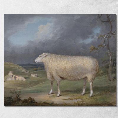 Una Pecora Border Leicester James Ward jwr1 quadro stampa su tela