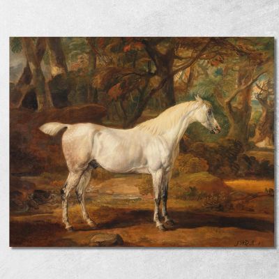 Stallone Arabo Grigio Di Proprietà Di Sir Watkin Williams-Wynn James Ward jwr18 quadro stampa su tela