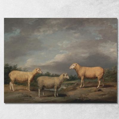 Pecore Ryelands: L'Ariete Del Re La Pecora Del Re E Il Castrato Di Lord Somerville James Ward jwr32 quadro stampa su tela