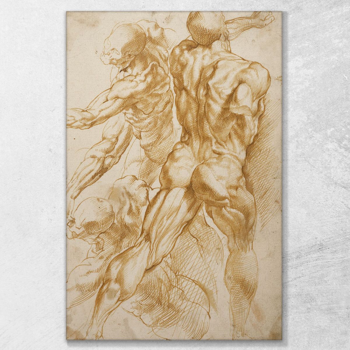 Studi Anatomici 2 Peter Paul Rubens ppr25 quadro stampa su tela