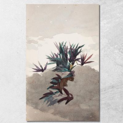 Collina Con Ciuffi Di Maguey Winslow Homer whm87 quadro stampa su tela