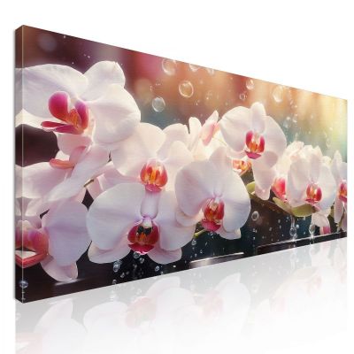 Quadro Botanico Orchidee Bianche E Rosa Con Gocce D'Acqua bow24 quadro stampa su tela