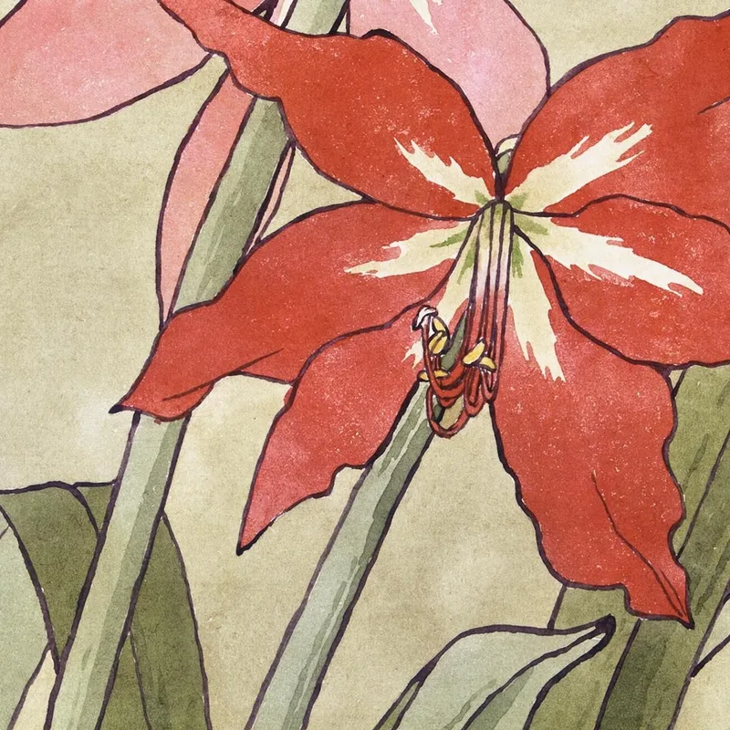 Amaryllis Hannah Borger Overbeck