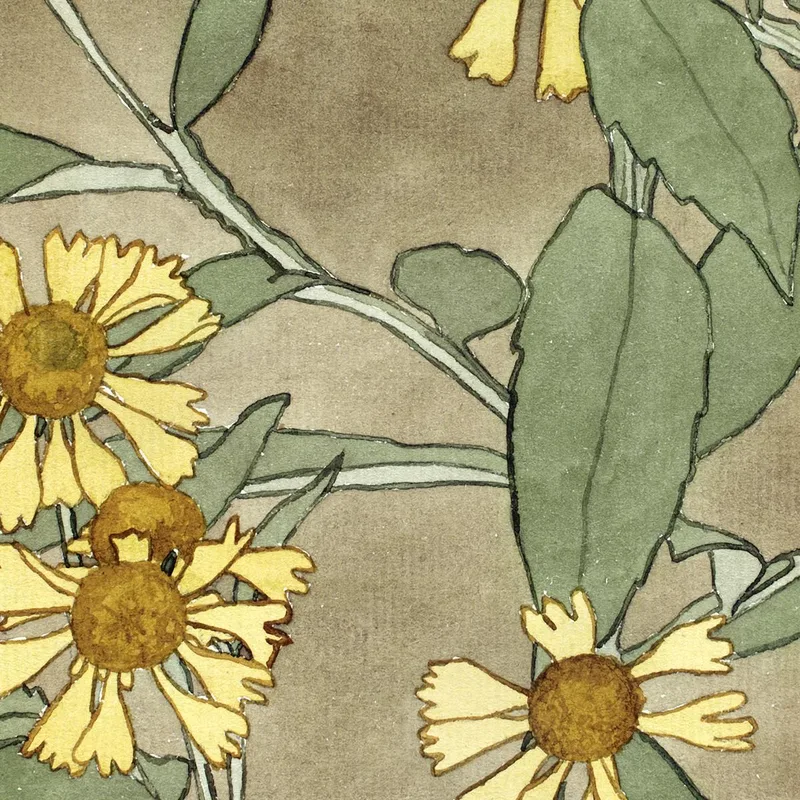 Gänseblümchen Mit Orangefarbener Mitte Und Gelben Blütenblättern Hannah Borger Overbeck