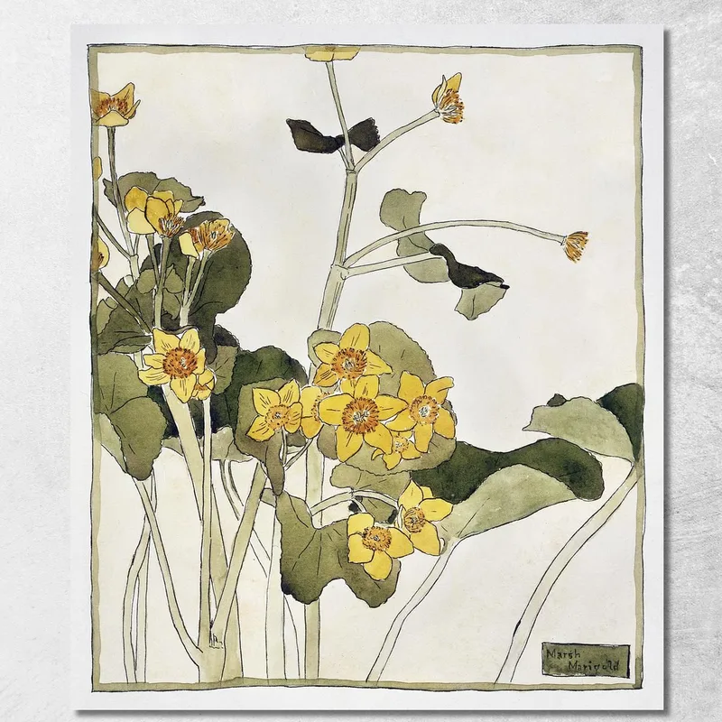 Calendula Palustre Hannah Borger Overbeck quadro stampa su tela