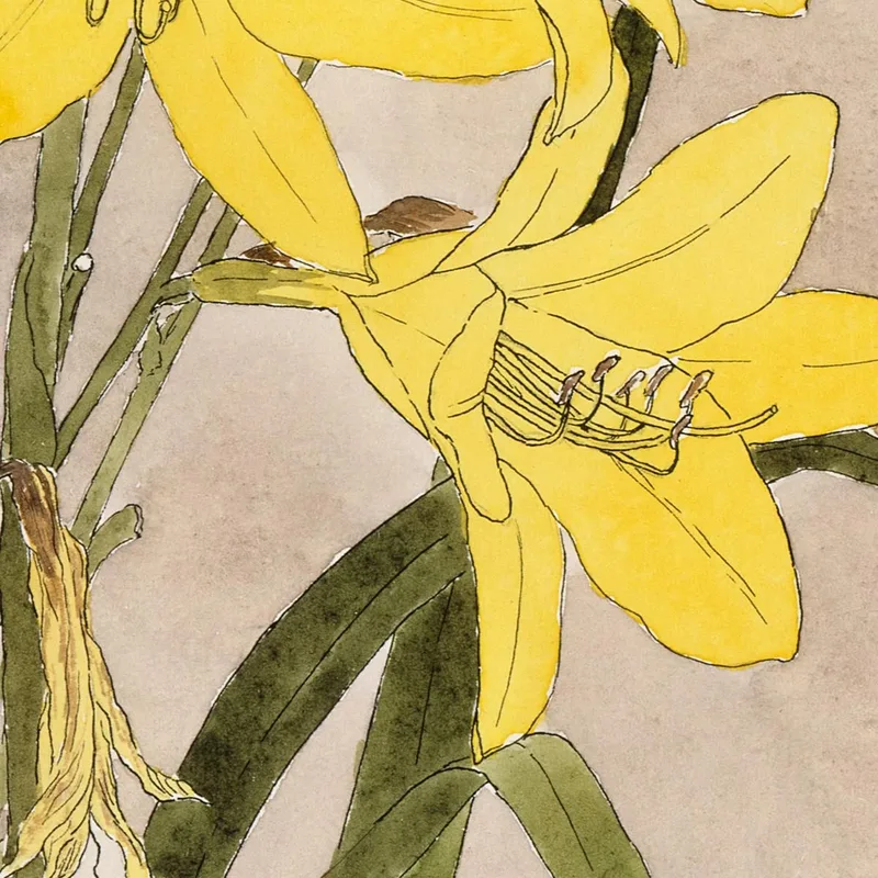 Yellow Daylily Hannah Borger Overbeck