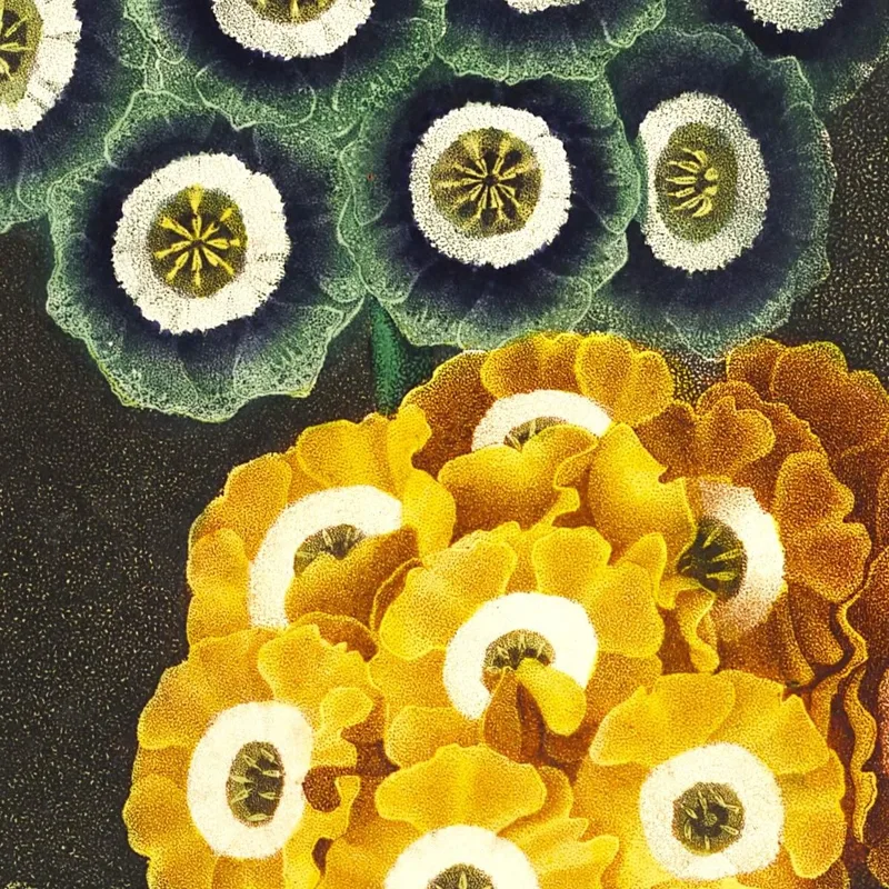 Un Grupo De Aurículas Del Templo De Flora Robert John Thornton
