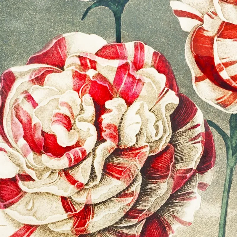 Un Grupo De Claveles Del Templo De Flora Robert John Thornton