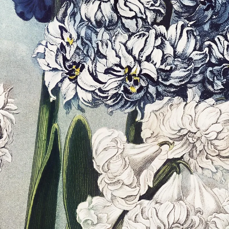 Jacintos Del Templo De Flora Robert John Thornton