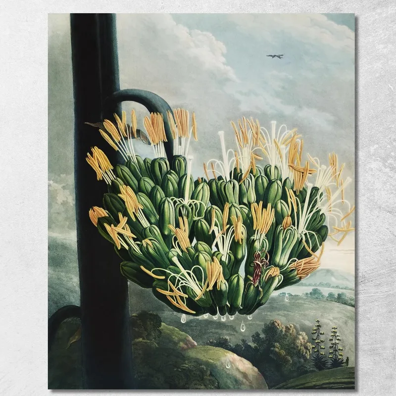 L'Aloe Del Tempio Di Flora Robert John Thornton quadro stampa su tela