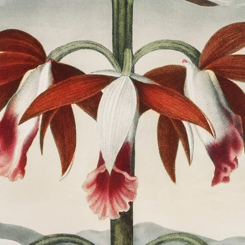 Das Chinesische Limodoron Aus Dem Tempel Der Flora Robert John Thornton