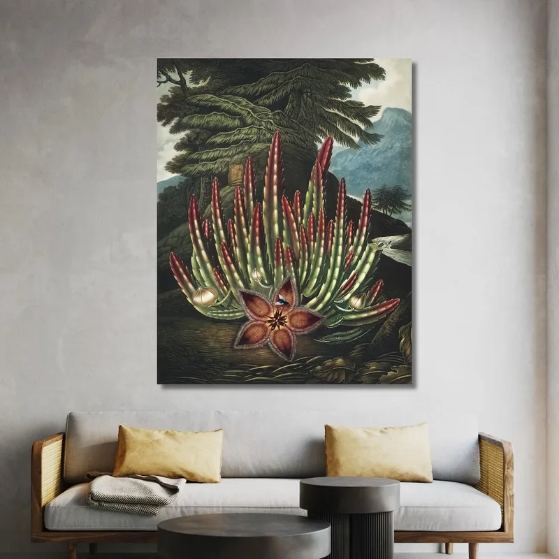 Le Stapelia Porteur D'Asticots Du Temple De Flora Robert John Thornton