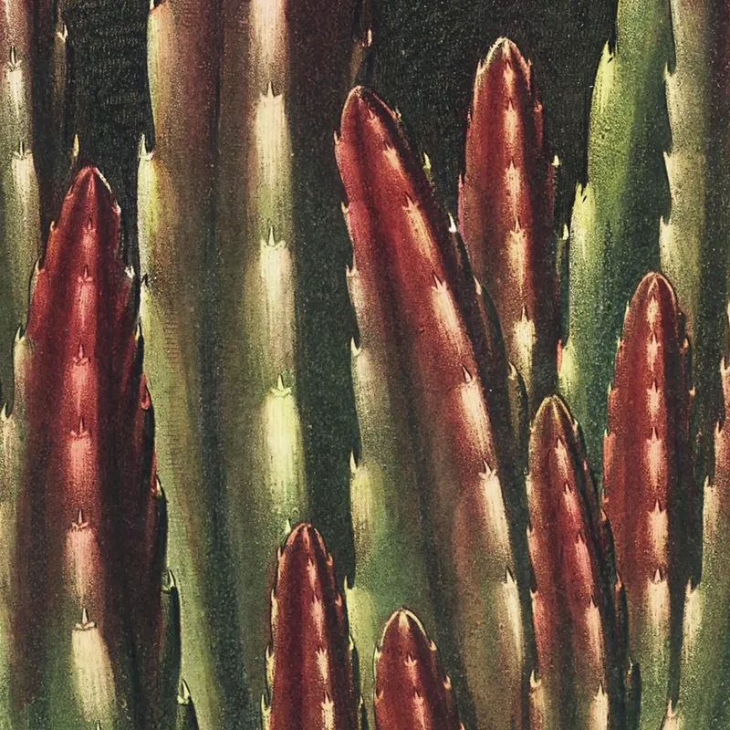 Le Stapelia Porteur D'Asticots Du Temple De Flora Robert John Thornton