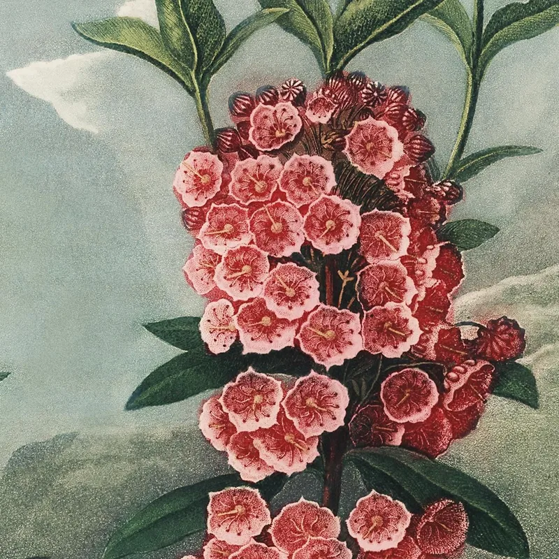 La Kalmia De Hojas Estrechas Del Templo De Flora Robert John Thornton