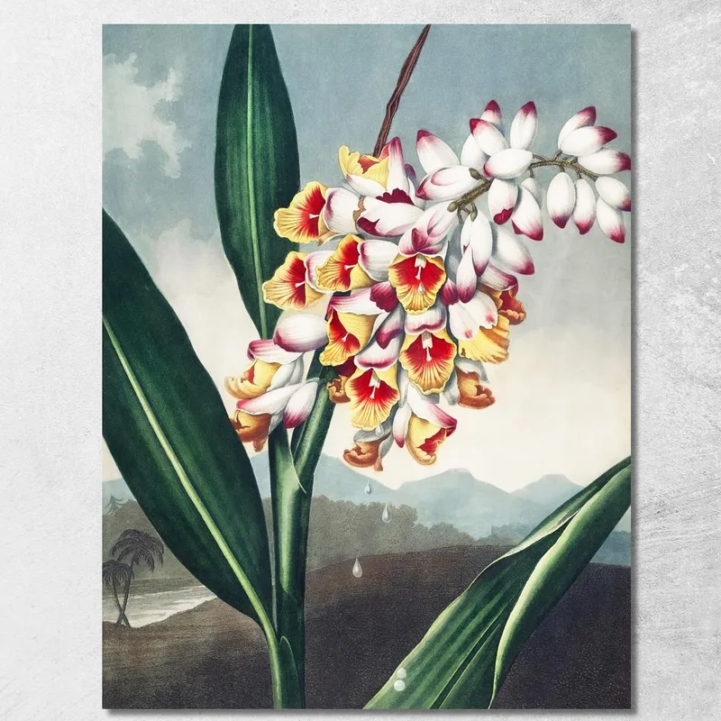 La Renealmia Annuente Dal Tempio Di Flora Robert John Thornton quadro stampa su tela