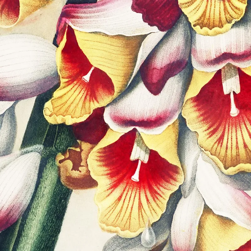 The Nodding Renealmia From The Temple Of Flora Robert John Thornton