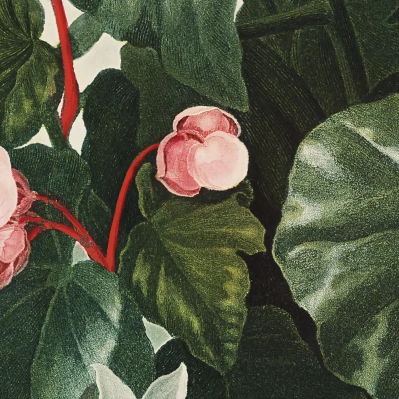 Le Bégonia À Feuilles Obliques Du Temple De Flora Robert John Thornton