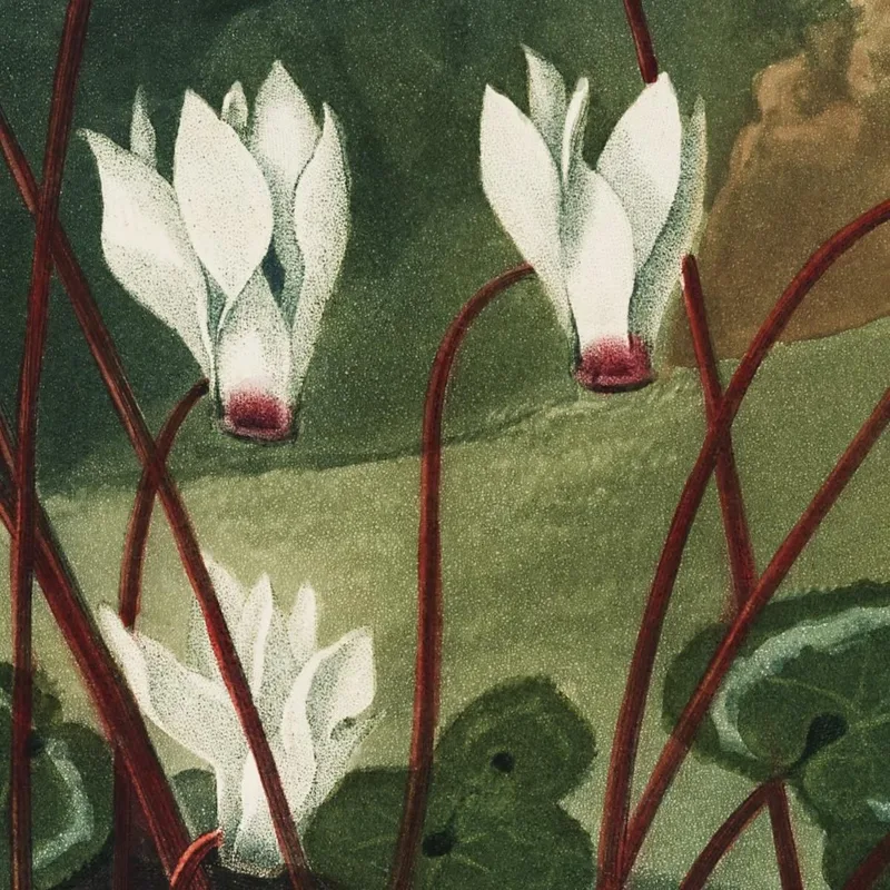 El Ciclamen Persa Del Templo De Flora Robert John Thornton
