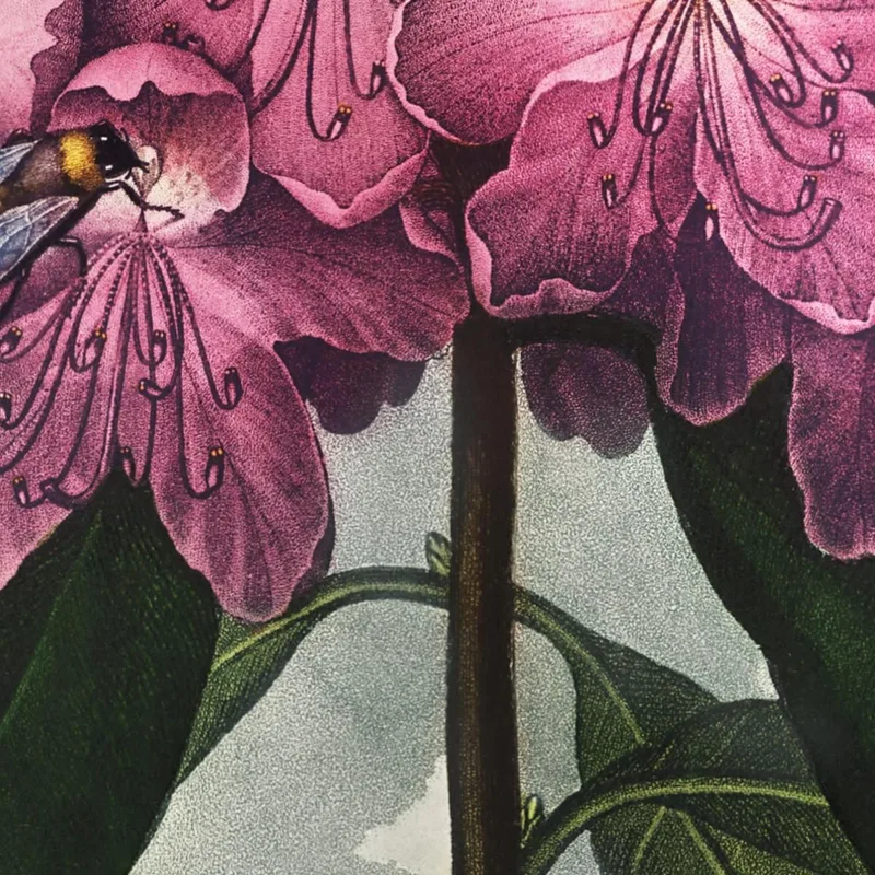 The Pontic Rhododendron From The Temple Of Flora Robert John Thornton