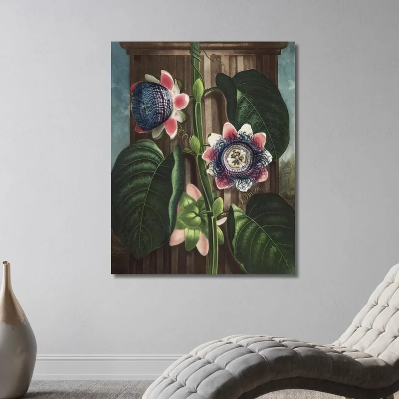 Die Viereckige Passionsblume Aus Dem Tempel Der Flora Robert John Thornton