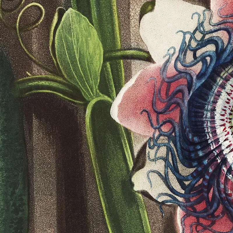 Die Viereckige Passionsblume Aus Dem Tempel Der Flora Robert John Thornton