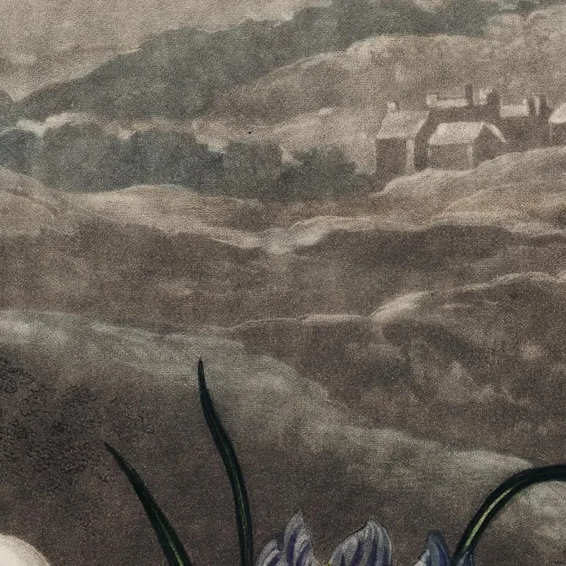 Las Campanillas De Invierno Del Templo De Flora Robert John Thornton