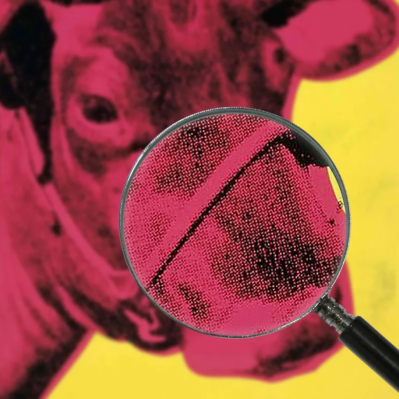 Cow 1966  Andy Warhol