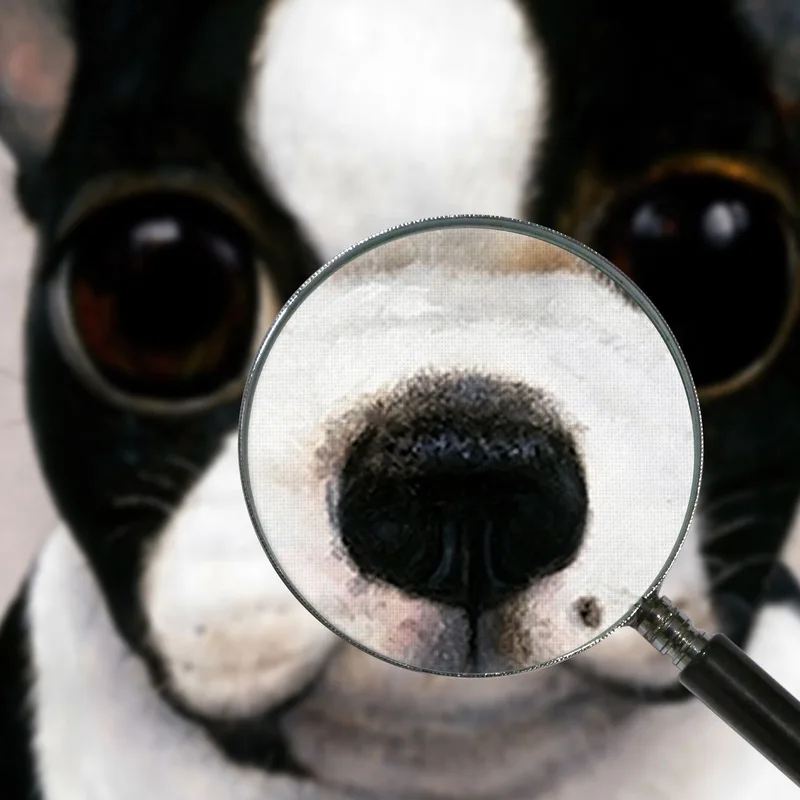 Boston Terrier Margaret Keane