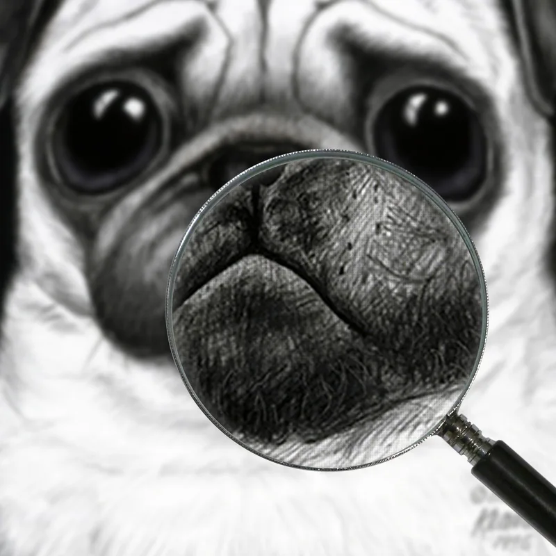 Pug Blanco Y Negro Margaret Keane