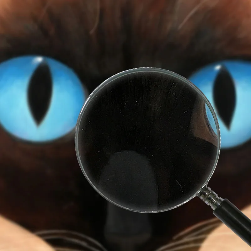 Gato Siamés Margaret Keane