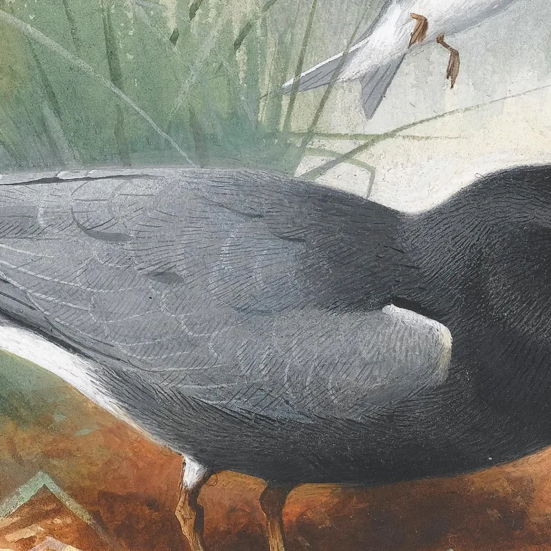 Fumarel Común Y Pardela Cenicienta Archibald Thorburn