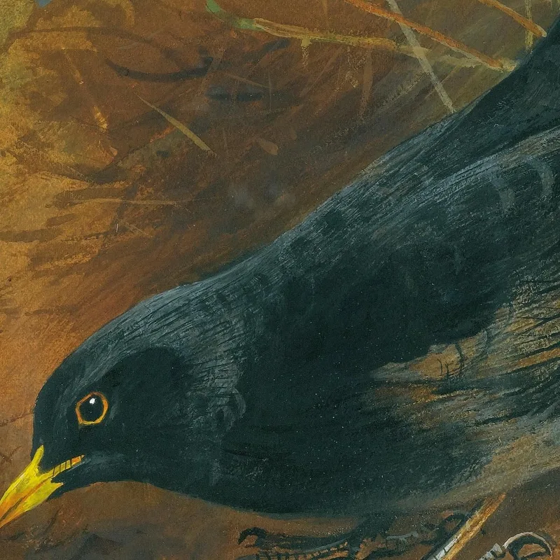 Blackbird Archibald Thorburn