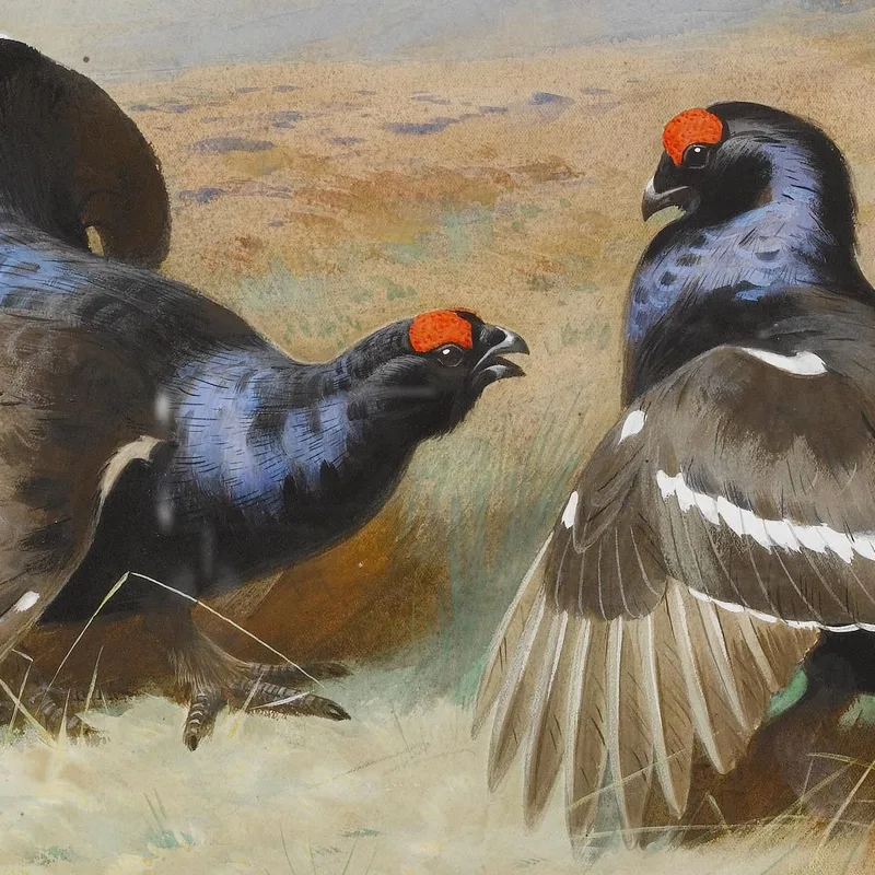 Fagiani Di Monte Al Lek Archibald Thorburn