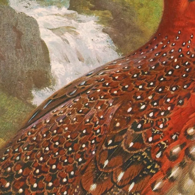 Blyth'S Tragopan Archibald Thorburn