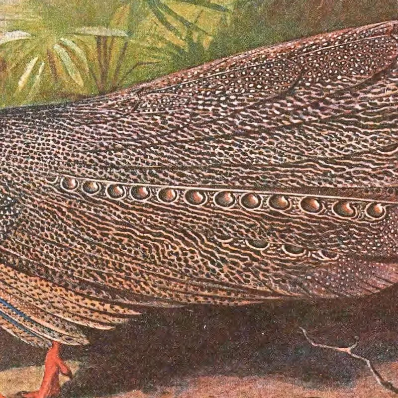 Bornean Argus Pheasant Archibald Thorburn