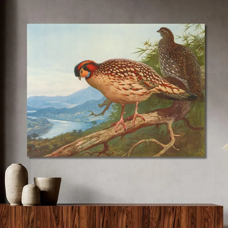 Tragopan De Cabot Archibald Thorburn