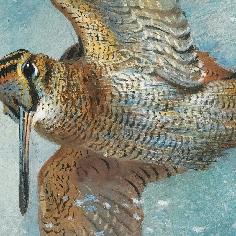 Caught In A Blizzard Woodcock Archibald Thorburn