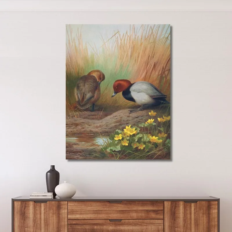Common Pochard Archibald Thorburn