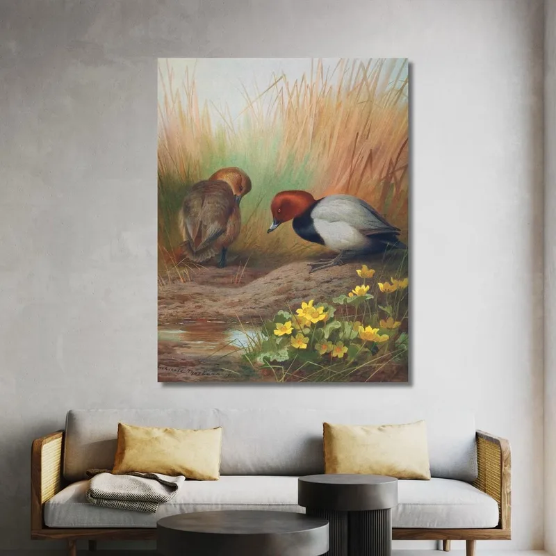 Common Pochard Archibald Thorburn