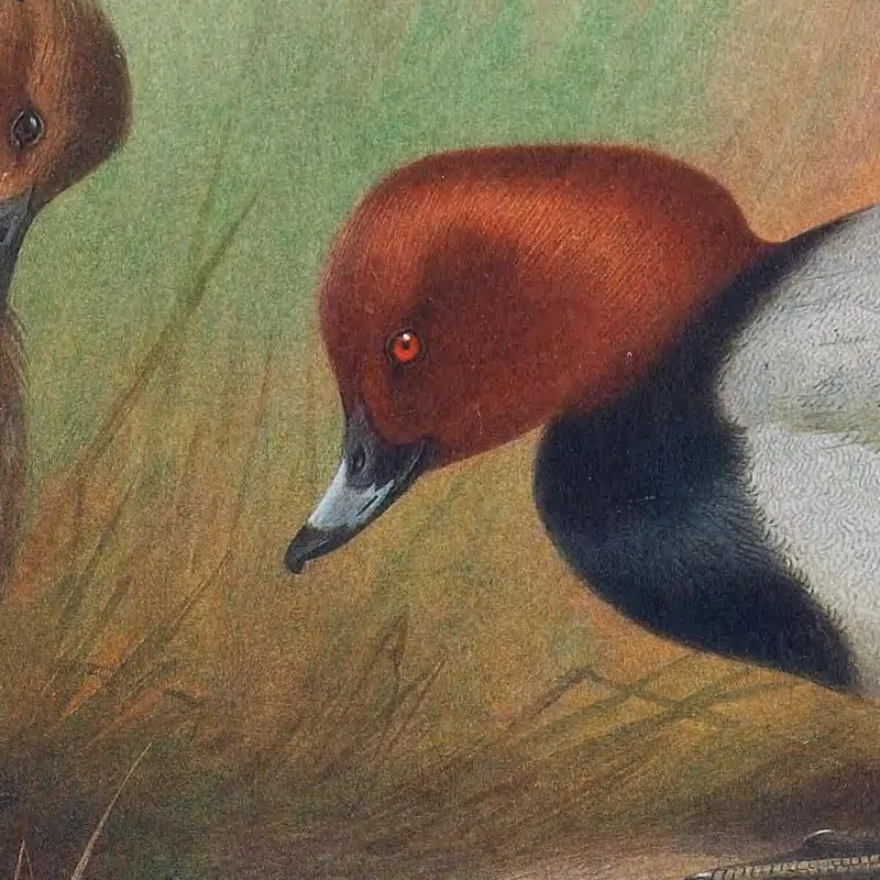 Common Pochard Archibald Thorburn