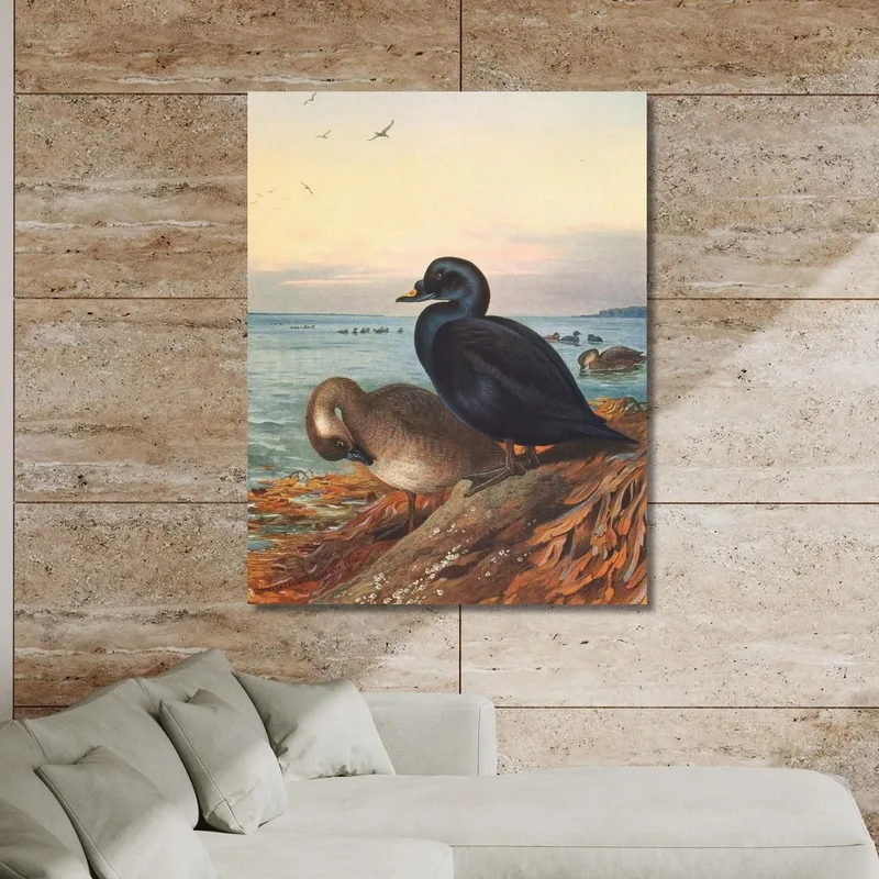 Common Scoter Archibald Thorburn