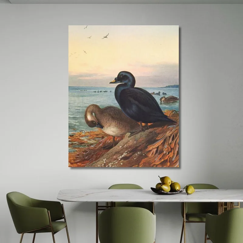 Common Scoter Archibald Thorburn