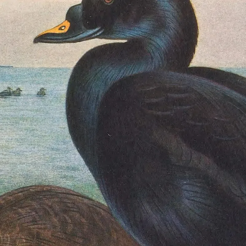 Common Scoter Archibald Thorburn