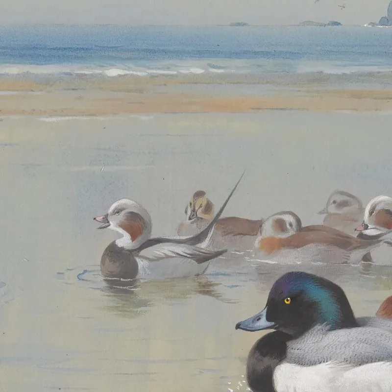 Canards Le Long Du Rivage Archibald Thorburn